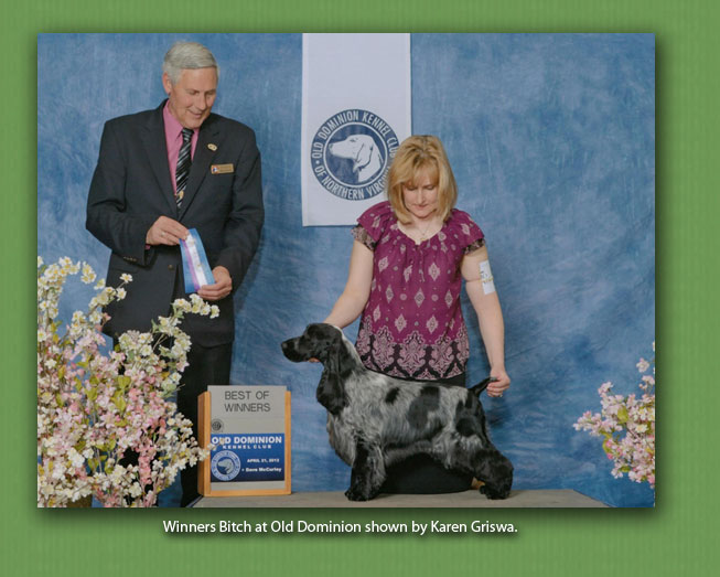 winfree english cocker spaniels