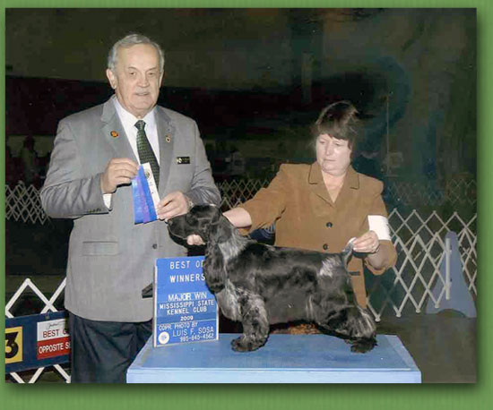 Ashbrook sales english cockers
