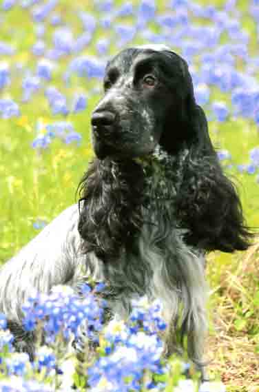 wyatt in the bluebonnets